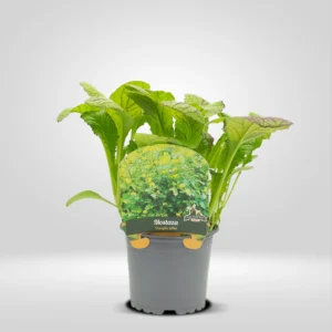 mostaza brassica juncea maceta pequeña