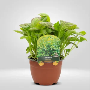 mostaza brassica juncea maceta grande