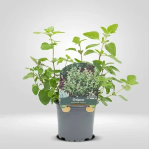 orégano origanum vulgare maceta pequeña