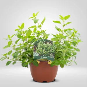 orégano origanum vulgare maceta grande