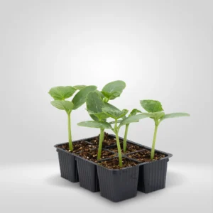 pepinillo cucumis sativus estuche 6 plantas