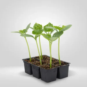 pepino cucumis sativus estuche 6 plantas