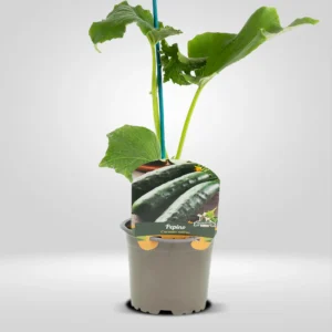 calabacin cucurbita pepo planta en maceta