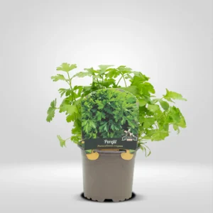 perejil petroselinum crispum maceta pequeña