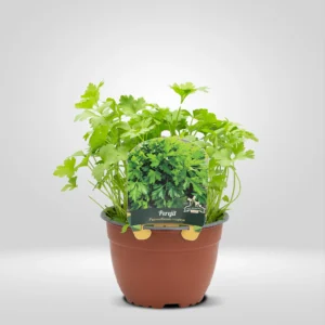 perejil petroselinum crispum maceta grande
