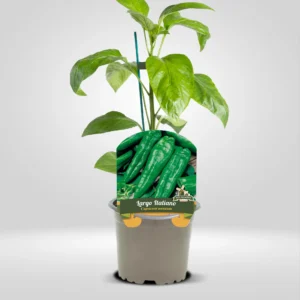 pimiento italiano capsicum annuum fruto alargado