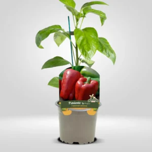 pimiento lamuyo capsicum annuum fruto grande y carnoso