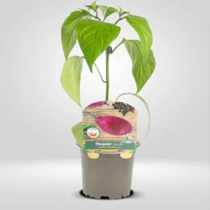 pimiento rocoto capsicum pubescens fruto picante