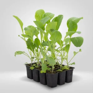 repollo liso brassica oleracea estuche 12 plantas