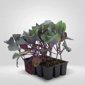 repollo lombarda brassica oleracea estuche 12 plantas