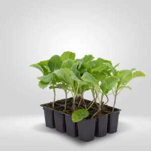 repollo rizado brassica oleracea estuche 12 plantas