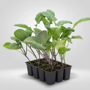 romanesco brassica oleracea estuche 12 plantas