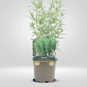 romero rosmarinus officinalis maceta pequeña