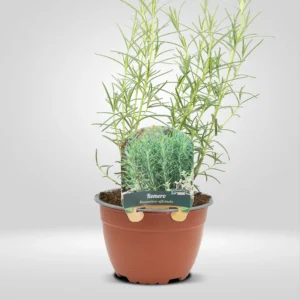 romero rosmarinus officinalis maceta grande