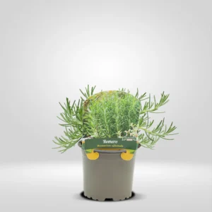 romero rastrero rosmarinus officinalis prostratus maceta pequeña