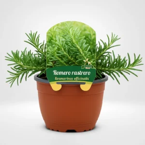 romero rastrero ros marinus prostratus unidad suelta