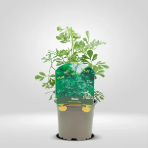 ruda ruta graveolens maceta pequeña