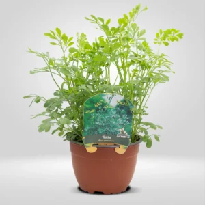 ruda ruta graveolens maceta grande