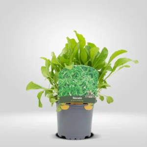 rúcula eruca sativa maceta pequeña