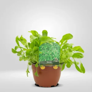 rúcula eruca sativa maceta grande