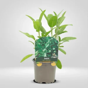 salvia salvia officinalis maceta pequeña