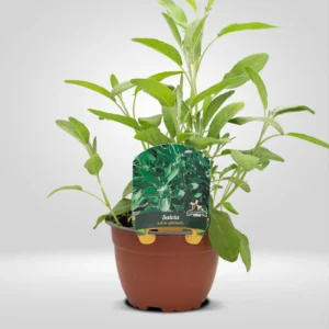 salvia salvia officinalis maceta grande