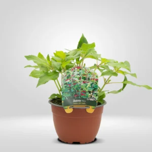 salvia piña salvia elegans maceta grande