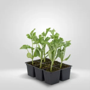 sandia citrullus lanatus estuche 6 plantas