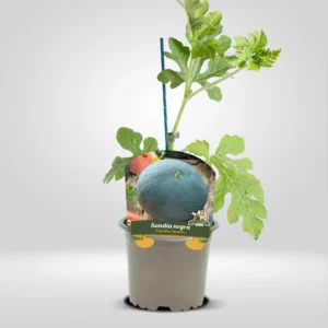 Sandia en Maceta Pequeña