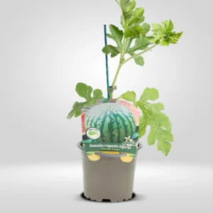 sandia rayada planta en maceta 10.5 cm