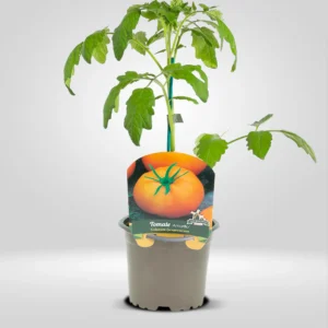 tomate amarillo planta en maceta 10.5 cm