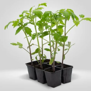 tomate azul estuche 6 plantas variedad antocianinas
