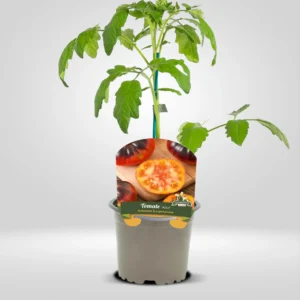 tomate azul variedad púrpura con antocianinas