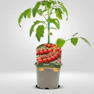 tomate cherry planta compacta frutos dulces