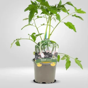 tomate de injerto planta vigorosa para trasplante