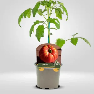 tomate los molinos variedad autóctona piel fina