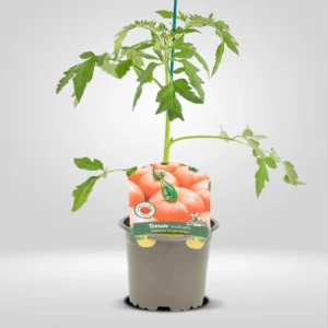 tomate max fuerte variedad rosa antiniebla