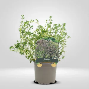 tomillo thymus vulgaris maceta pequeña