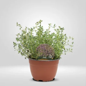 tomillo thymus vulgaris maceta grande