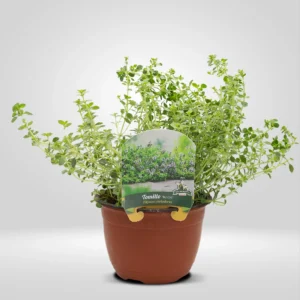 tomillo limón thymus citriodorus maceta grande