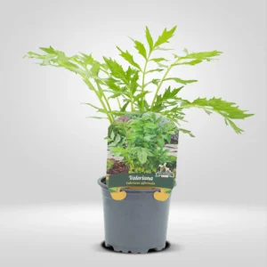 valeriana valeriana officinalis maceta pequeña