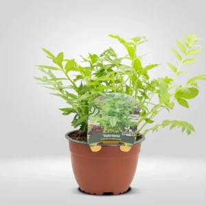 valeriana valeriana officinalis maceta grande