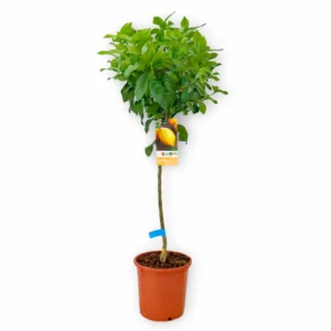 cítricos en maceta frutales en contenedor