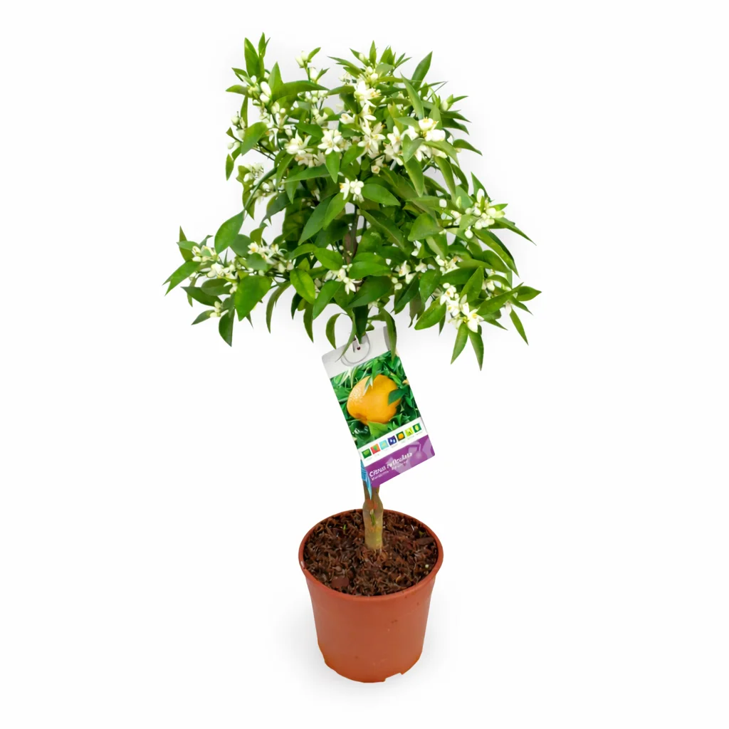 cítricos en maceta frutales en contenedor_png