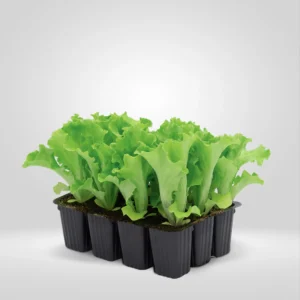 lechuga de invierno lactuca sativa estuche 12 uds
