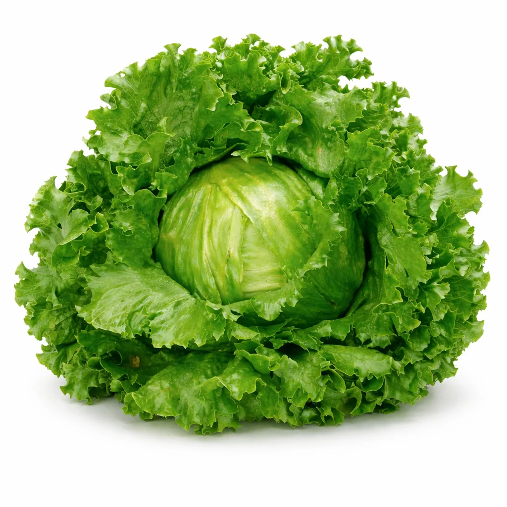 lechuga de invierno lactuca sativa estuche 12 uds