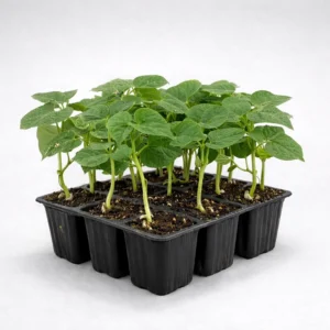 judia amarilla phaseolus vulgaris estuche 9 plantas