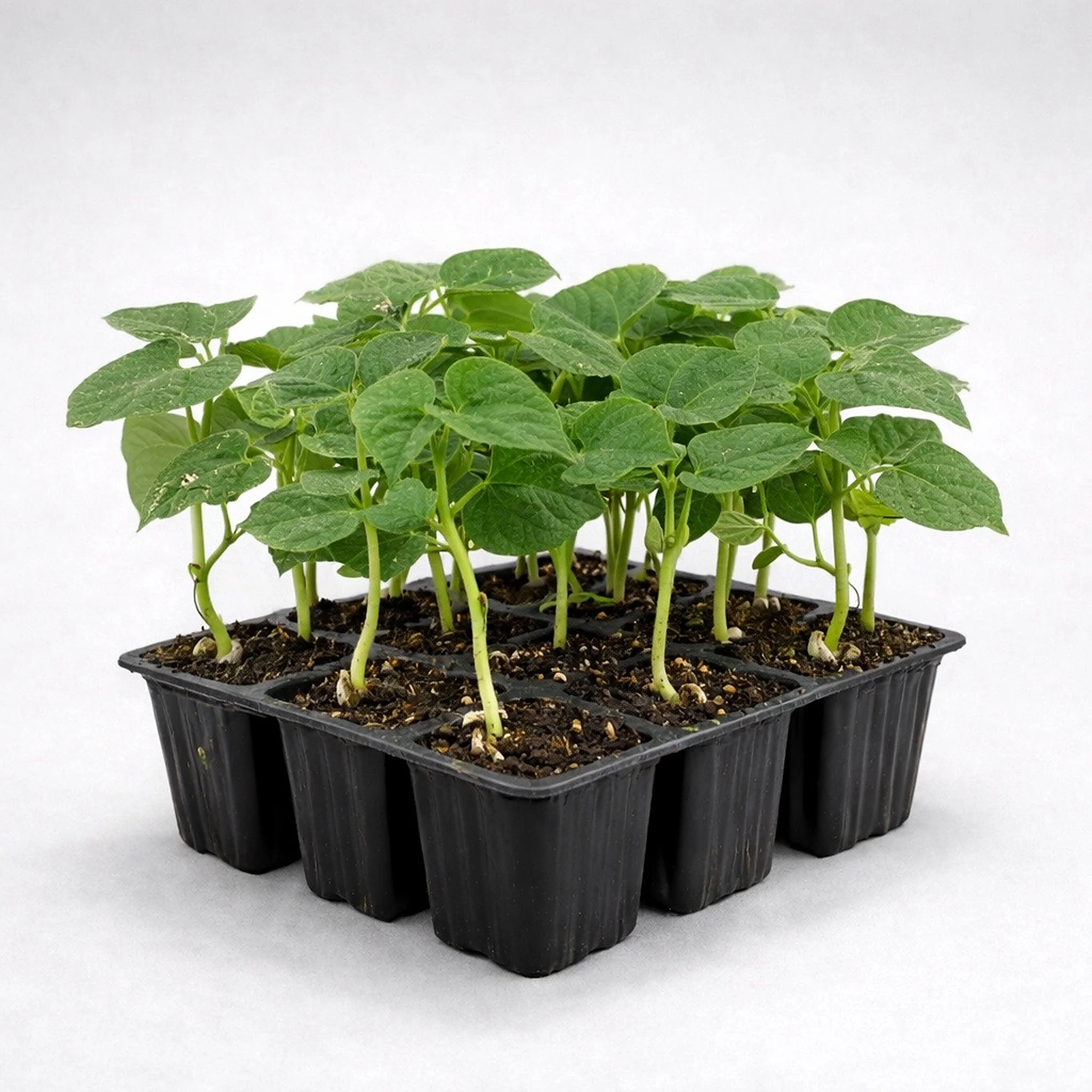 judia amarilla phaseolus vulgaris estuche 9 plantas