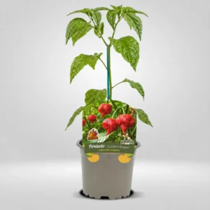 carolina reaper capsicum chinense maceta