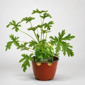 citronela pelargonium citrosum maceta grande